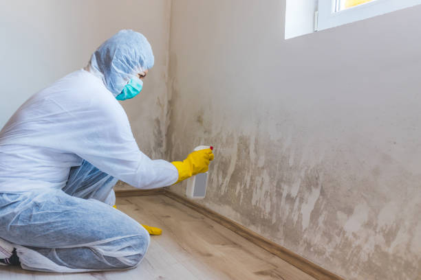 Licensed Mold Remediation service in Medford, MA - WQB Mold Removal